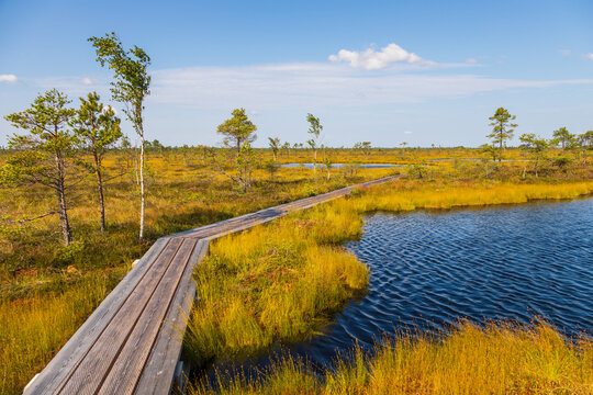 Wooden boardwalk on bog lake in Soomaa National Park, Estonia.