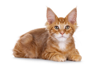 Red Maine Coon cat kitten laying down side ways. Looking towards camera. Isolated on a white background