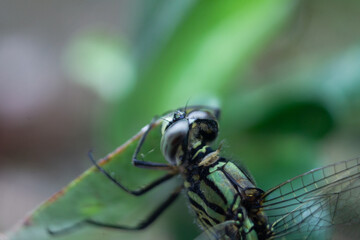 Detailed View of an Insect Predator Capturing Prey on a Leaf