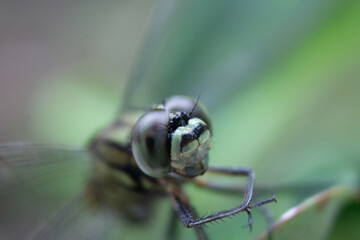 Close Up Macro View of a Dragonfly Insect with Intricate Details on its Head and Eyes