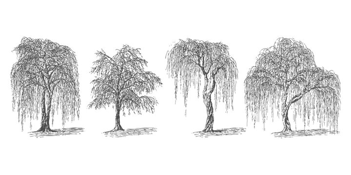 Set of weeping willow trees. Hand drawn vector outline sketch style illustrations. Beautiful botanical drawings isolated on white background.