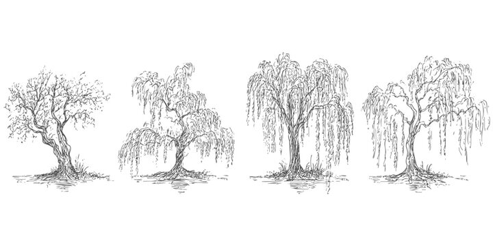 Collection of weeping willow trees with exposed roots. Hand drawn vector sketch illustration style, engraving. Isolated on white background.
