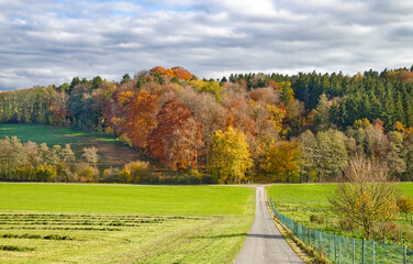 the way to autumn landscape in the forest