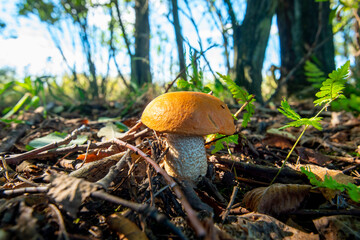 Birch Bolete Mushroom (Leccinum Scabrum)