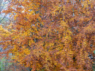 arbres aux feuilles couleur automnale ocre, rouge, jaune