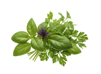 Fresh Culinary Herbs: Basil and Cilantro Bunch Isolated on Transparent Background for Gourmet Cooking