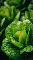 Fototapeta premium Fresh Green Lettuce Growing in a Garden Under Natural Sunlight During the Day