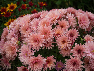 delicate pink chrysanthemum flowers on a flower bed in the garden