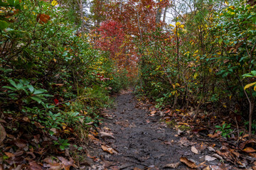 Narrow Trail Surrounded by Colorful Autumn Foliage