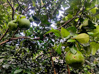 Pomelo fruits hanging on tree branch. Pomelo fruit full in West Java province in Indonesian