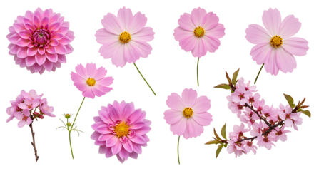 A beautiful collection of vibrant pink dahlia, cosmos, and delicate cherry blossom flowers blooming transparant background a perfect floral