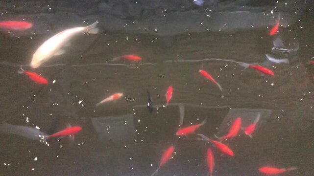 Koi fish, carp tilapia in artificial pond