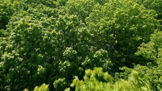 Lush Green Canopy Aerial View of Forest suitable for Environmental Themes