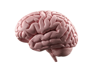 Realistic human brain anatomy model with detailed gyri and sulci isolated on transparent background