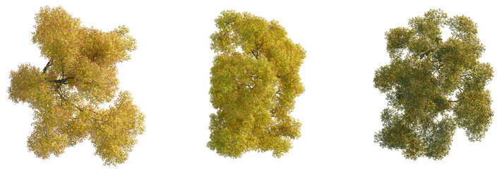 Acer palmatum  tree plan, top view, cutout, transparent background, isolate, Vibrant autumn trees...