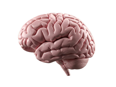 Realistic human brain anatomy model with detailed gyri and sulci isolated on transparent background