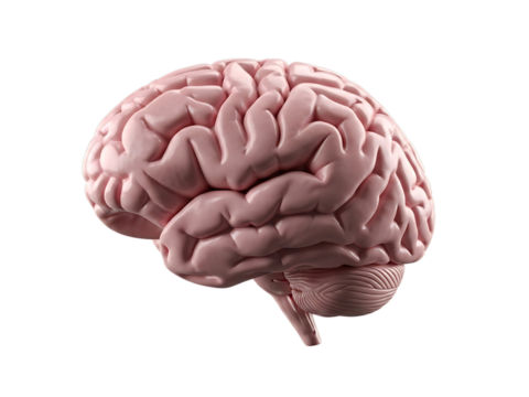 Realistic human brain anatomy model with detailed gyri and sulci isolated on transparent background