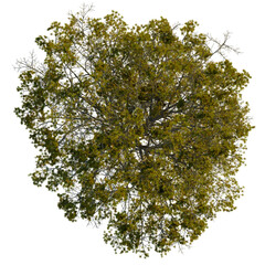 Pseudolarix amabilis  tree plan, top view, cutout, transparent background, isolate, Overhead view of a vibrant green tree with detailed branches and leaves