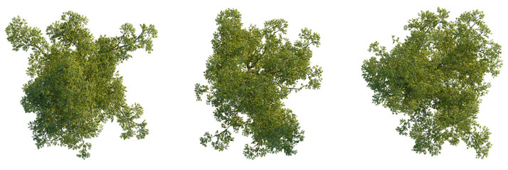 Celtis sinensis  tree plan, top view, cutout, transparent background, isolate, Vibrant green leafy tree tops viewed directly from above