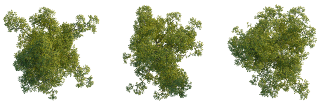 Celtis sinensis  tree plan, top view, cutout, transparent background, isolate, Vibrant green leafy tree tops viewed directly from above