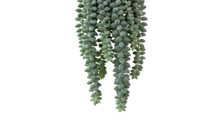 Graceful succulent plant with cascading, plump green leaves elegantly displayed against a dramatic dark background showcasing natural form and beauty
