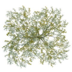 Parkinsonia aculeata  tree plan, top view, cutout, transparent background, isolate, Vibrant green tree with yellow blossoms seen from above, natural beauty