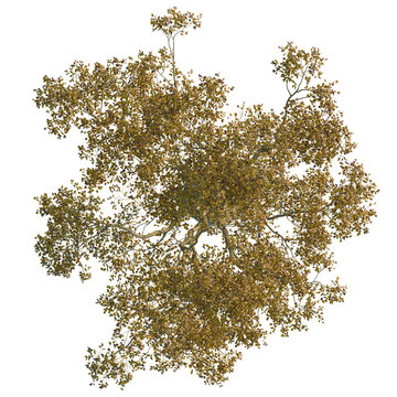 Celtis sinensis  tree plan, top view, cutout, transparent background, isolate, Isolated autumn tree viewed from above with detailed branches and foliage