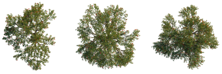 Punica granatum  tree plan, top view, cutout, transparent background, isolate, Lush green trees with red fruit, perfect for nature scenes and designs