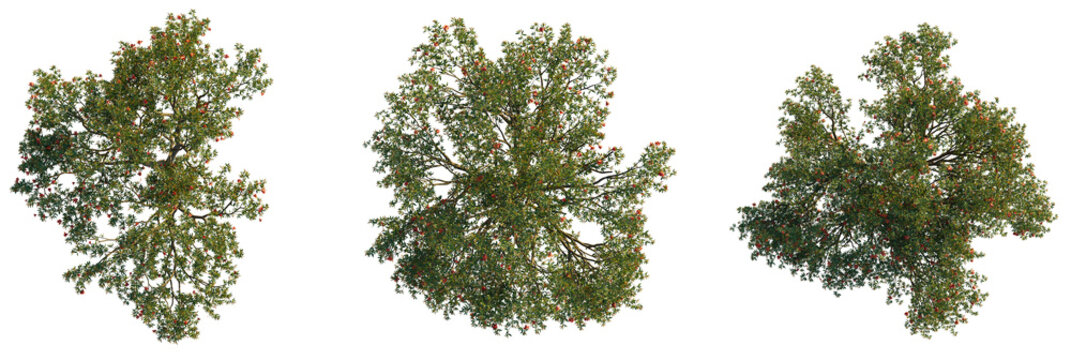 Punica granatum  tree plan, top view, cutout, transparent background, isolate, Lush green trees with red fruit, perfect for nature scenes and designs