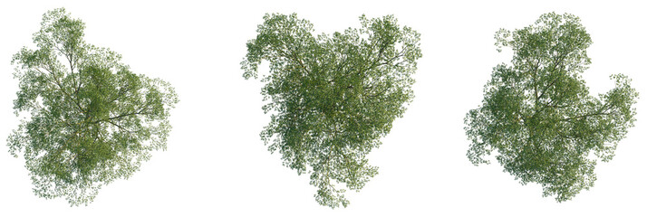 Carpinus turczaninowii  tree plan, top view, cutout, transparent background, isolate, Three lush green trees viewed from directly above, perfect for architectural visualization