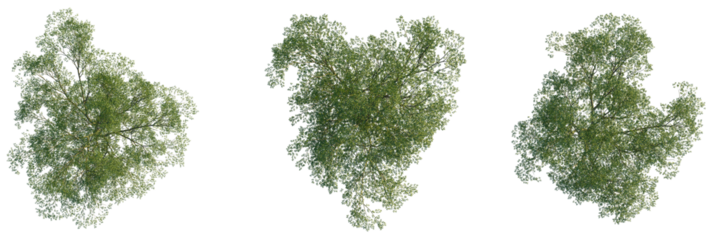 Carpinus turczaninowii  tree plan, top view, cutout, transparent background, isolate, Three lush green trees viewed from directly above, perfect for architectural visualization