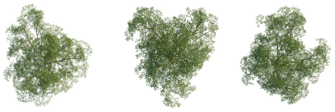Carpinus turczaninowii  tree plan, top view, cutout, transparent background, isolate, Three lush green trees viewed from directly above, perfect for architectural visualization