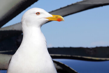 Möwe
