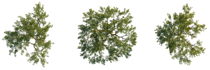 Punica granatum  tree plan, top view, cutout, transparent background, isolate, Vibrant flowering tree branches captured from above for design projects