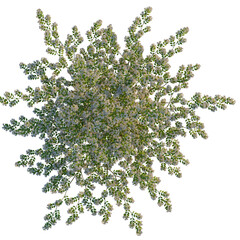 Kolkwitzia amabilis  tree plan, top view, cutout, transparent background, isolate, Aerial view of a vibrant flowering tree with lush green foliage