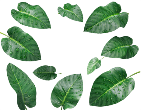 Green leaves with water droplets forming a decorative border around empty space isolated on transparent background