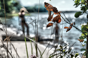 Jesienne liście nad wodą z rozmytą sylwetką ludzi i bokeh na tle jeziora © Przemysaw