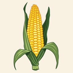 corn vector illustration on white background