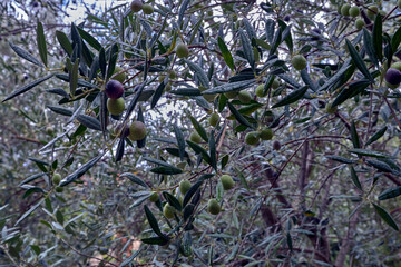 Organic olive farming – fresh olives still on trees before harvesting