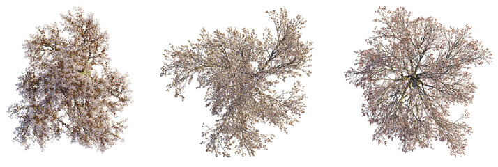 Prunus cerasifera  tree plan, top view, cutout, transparent background, isolate, Three blossoming trees aerial view for landscape design projects