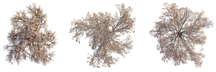 Prunus cerasifera  tree plan, top view, cutout, transparent background, isolate, Three blossoming trees aerial view for landscape design projects