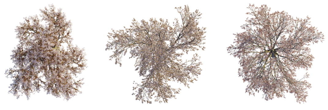 Prunus cerasifera  tree plan, top view, cutout, transparent background, isolate, Three blossoming trees aerial view for landscape design projects