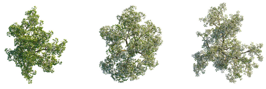 Pyrus  tree plan, top view, cutout, transparent background, isolate, Lush green and blooming trees ready for your next project