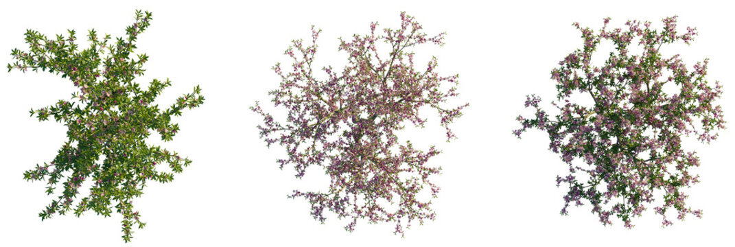 Prunus persica  tree plan, top view, cutout, transparent background, isolate, Top view of flowering trees for landscape architecture and garden design