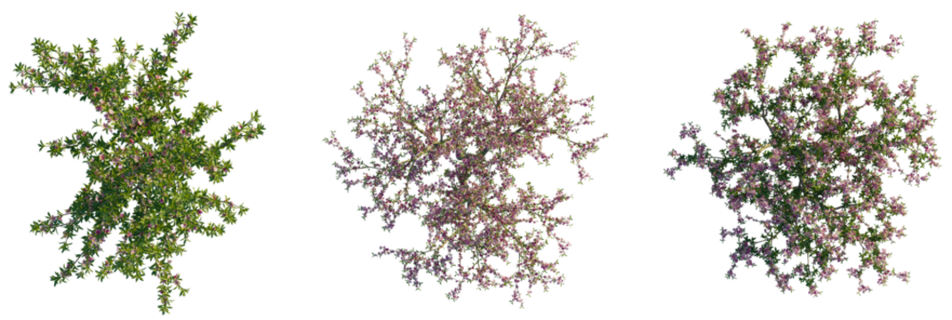 Prunus persica  tree plan, top view, cutout, transparent background, isolate, Top view of flowering trees for landscape architecture and garden design