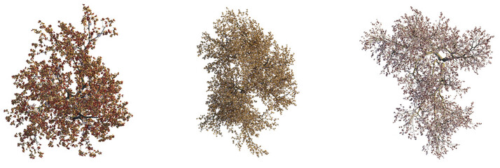 Prunus cerasifera  tree plan, top view, cutout, transparent background, isolate, Three diverse blooming trees ready for your next spring project