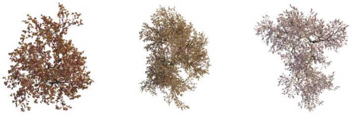 Prunus cerasifera  tree plan, top view, cutout, transparent background, isolate, Three diverse blooming trees ready for your next spring project