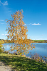 Betula pendula Sandbirke am Ufer des Drachensees bei Furth im Wald im Spätherbst