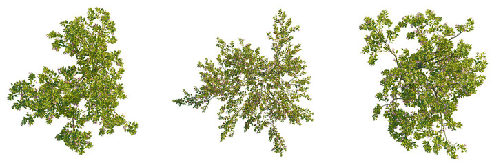 Malus halliana  tree plan, top view, cutout, transparent background, isolate, Three lush trees with...