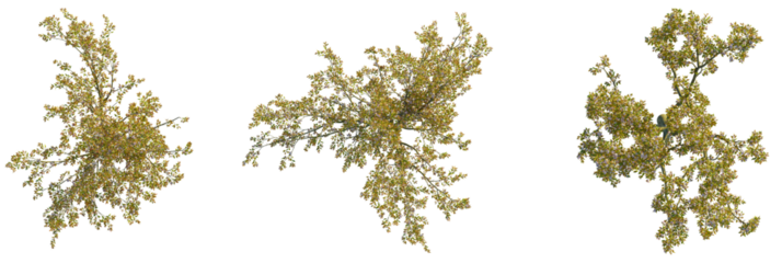Malus micromalus  tree plan, top view, cutout, transparent background, isolate, Delicate blooming branches with tiny flowers create a natural, vibrant spring scene